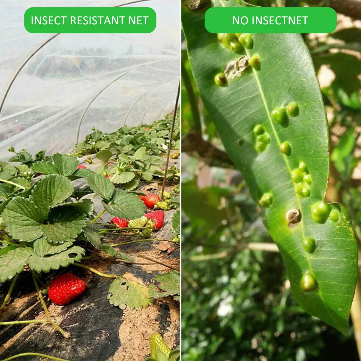 Serre à Plantes Pliable Végétale AERIO Housse de France