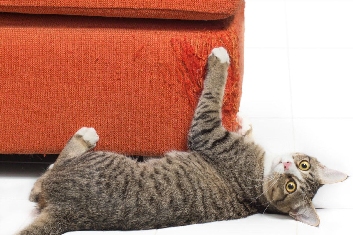 Chat qui griffe un canapé